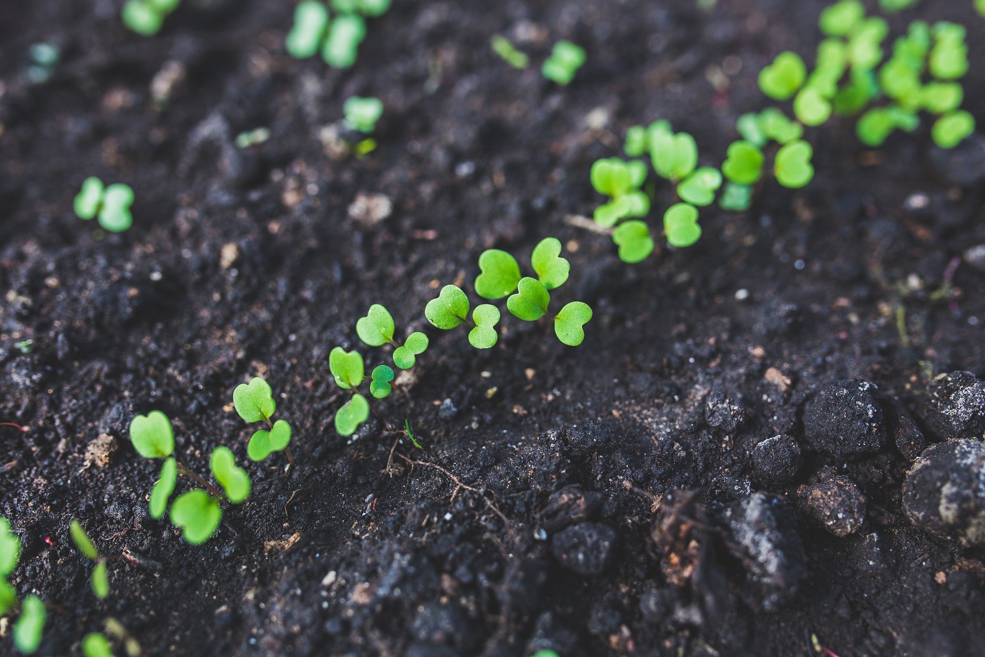 #2.1: “El carrito de la compra es nuestro carro de combate para cambiar el mundo”. Agroecología y agricultura ecológica